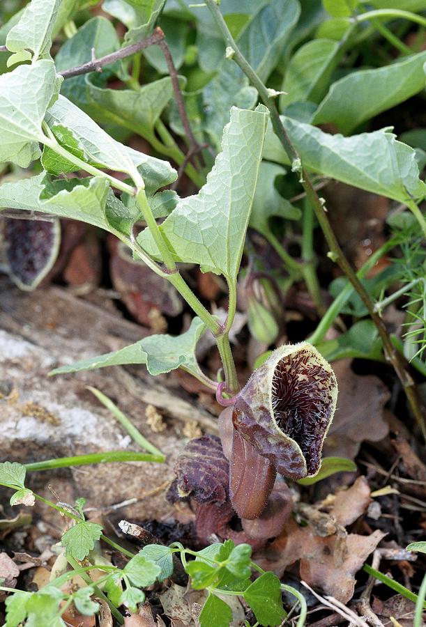 Greek Photograph - Breckland Birthwort (aristolochia Hirta) by Bob Gibbons