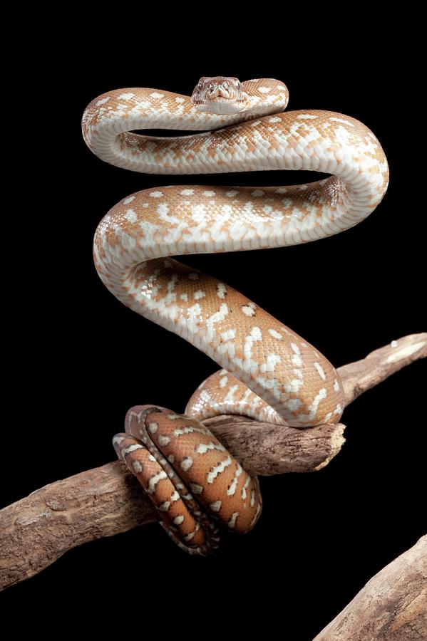 Bredl's Python Photograph by Pascal Goetgheluck/science Photo Library ...
