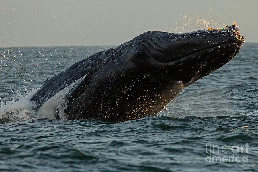 Breech of a Humpback Photograph by Natural Focal Point Photography