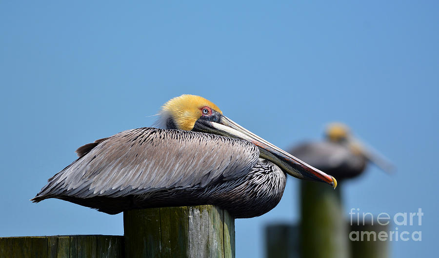 Breeding Brown Pelican Photograph by Kathy Baccari