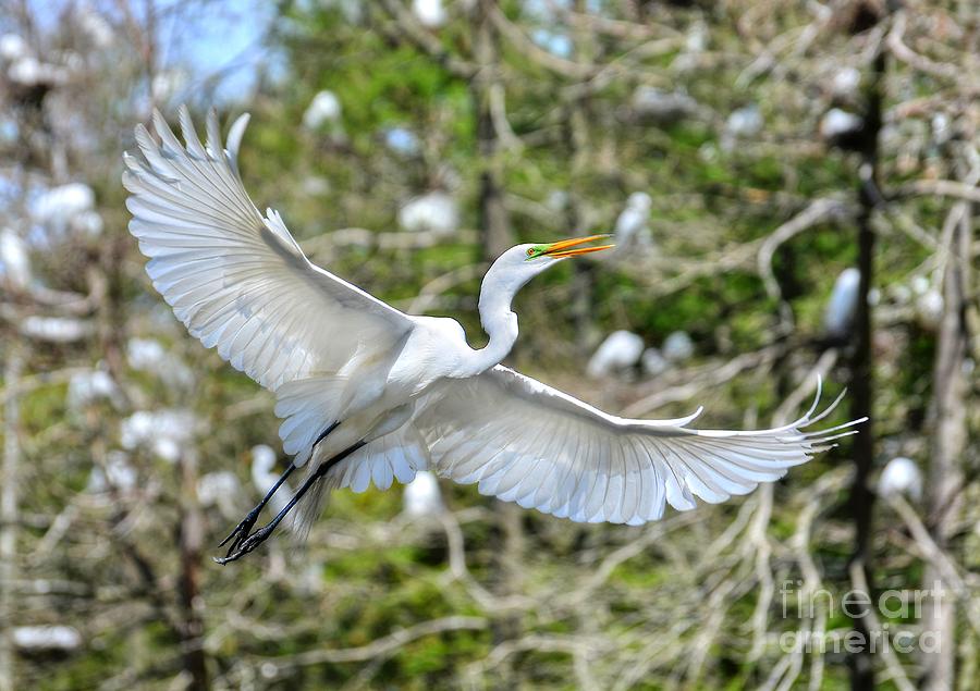 Breeding Great Egret In Flight Photograph by Kathy Baccari
