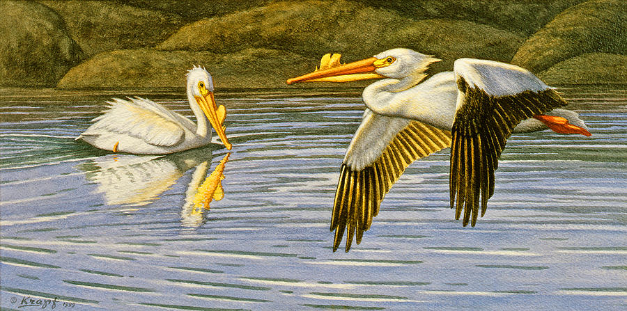 Wildlife Painting - Breeding Season- White Pelicans by Paul Krapf Wildlife Painting - Breeding Season- White Pelicans by Paul Krapf
