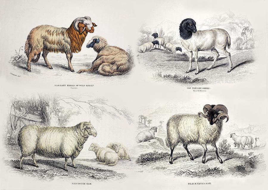 Breeds Of Domestic Sheep Photograph by Science Photo Library Breeds Of Domestic Sheep Photograph by Science Photo Library