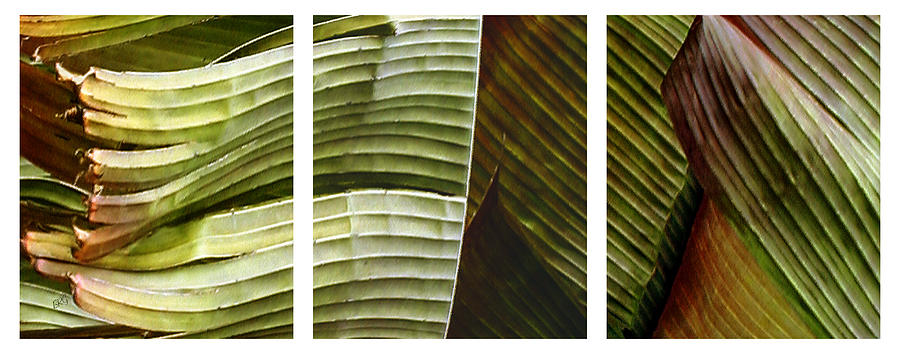 Breeze - Banana Leaf Triptych Photograph by Ben and Raisa Gertsberg