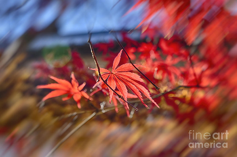 Landscape Photograph - Breeze by Tad Kanazaki Landscape Photograph - Breeze by Tad Kanazaki
