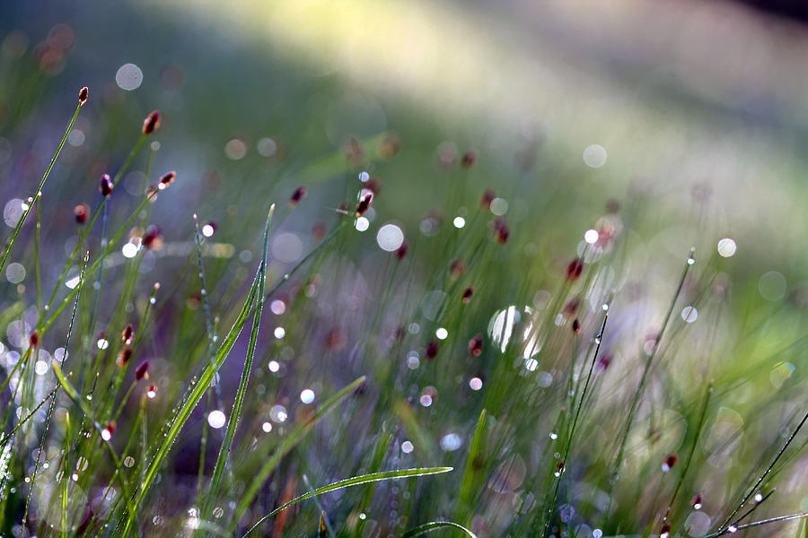 Grass Photograph - Breezes by Carolyn Fletcher