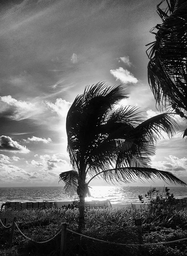 Windy Morning B-W Photograph by Raymel Garcia - Fine Art America