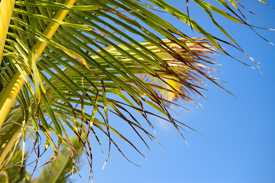 Breezy Palm Fronds Photograph by Allan Van Gasbeck