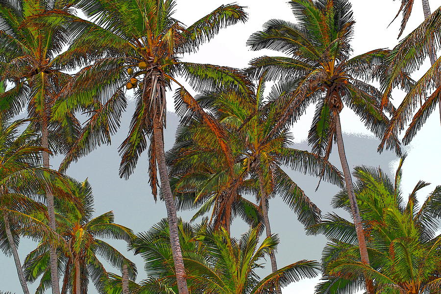Tree Photograph - Breezy Palms by Patrick Roberto