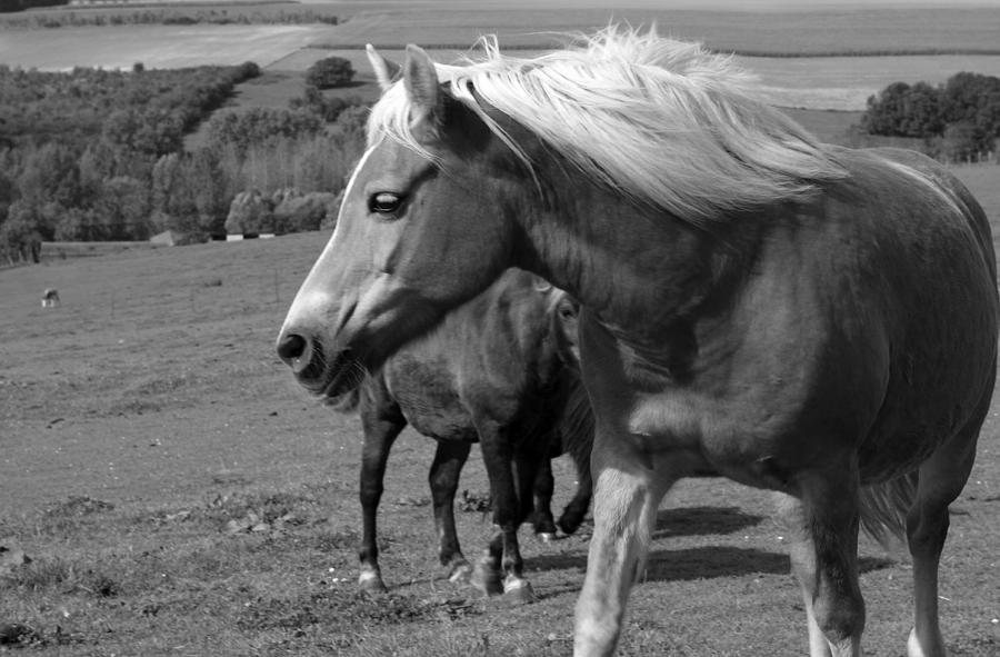 Breton Horse Portrait Photograph by Aidan Moran