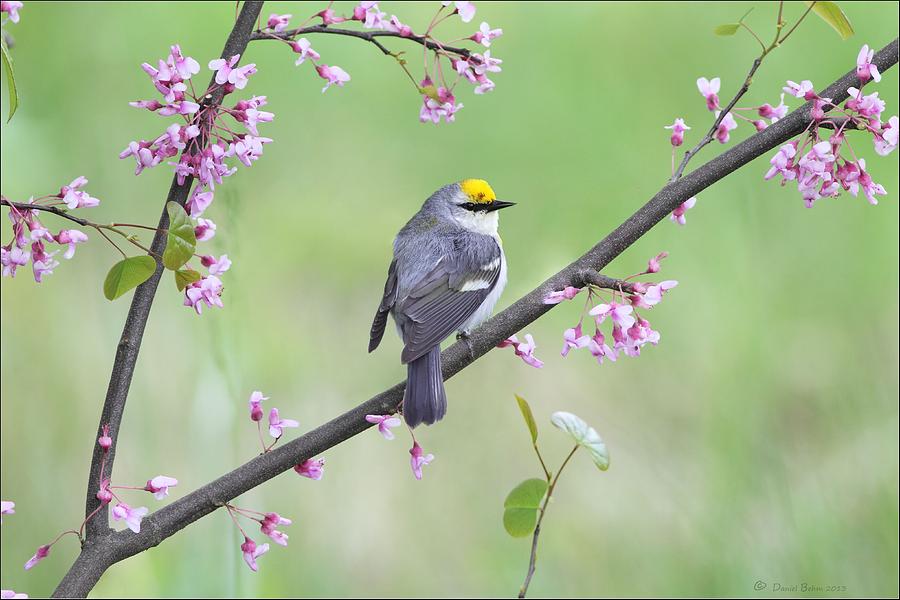 Cuyahoga Valley National Park Photograph - Brewsters Warbler by Daniel Behm
