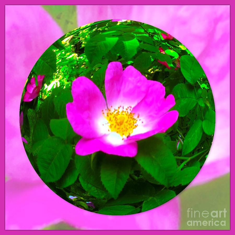 Briar Rose Spherical Design Photograph by Joan-Violet Stretch