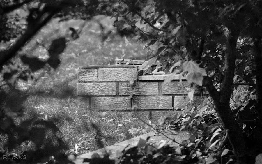 BRICK AND IVY in BLACK AND WHITE Photograph by Rob Hans