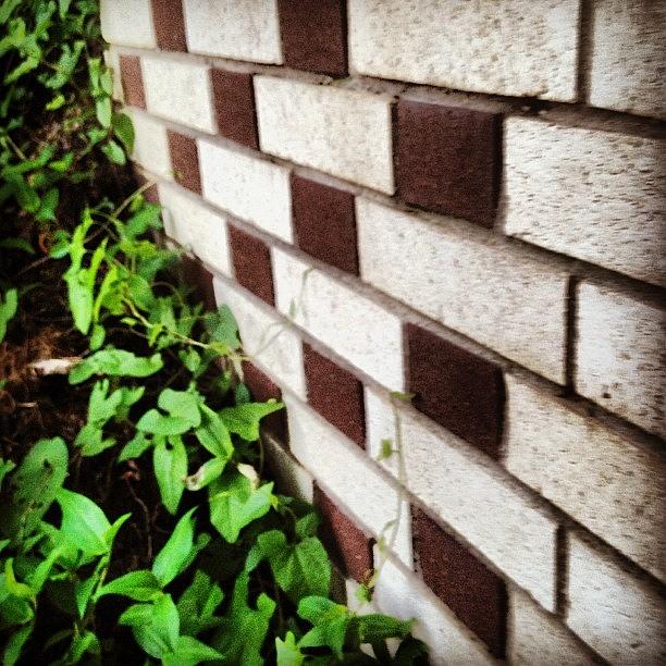 Summer Photograph - #brick #checkered #weeds #walk by Samantha Rash