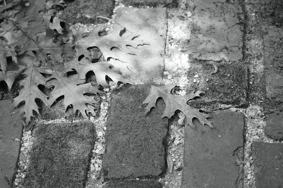 Brick Walk and Leaves BW Photograph by Sheri McLeroy