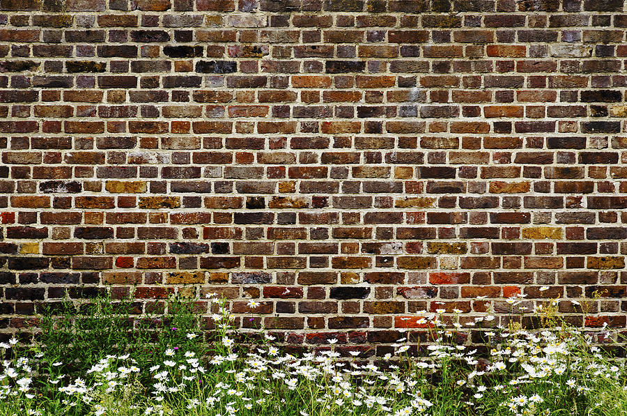 Daisy Photograph - Brick wall and daisies by Dutourdumonde Photography
