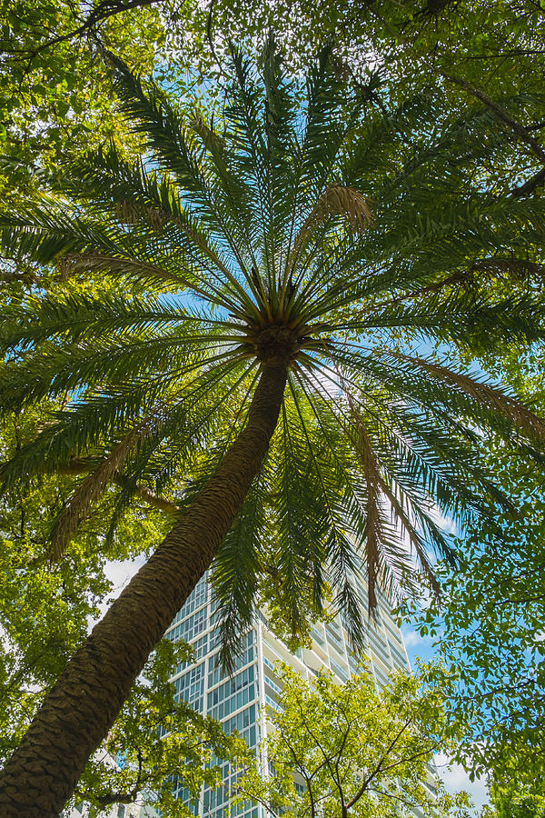 Brickell Park Photograph by Raul Rodriguez