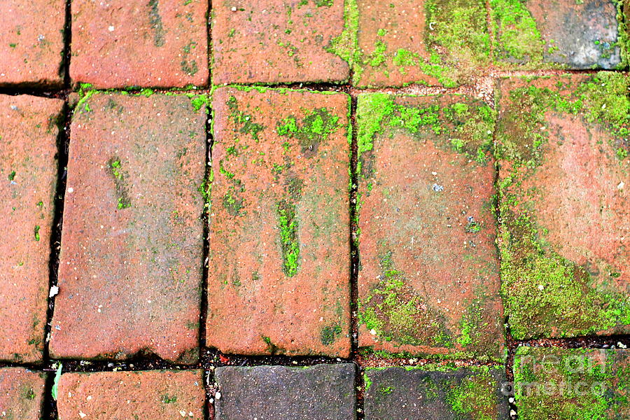 Bricks Walkway Photograph by Henrik Lehnerer