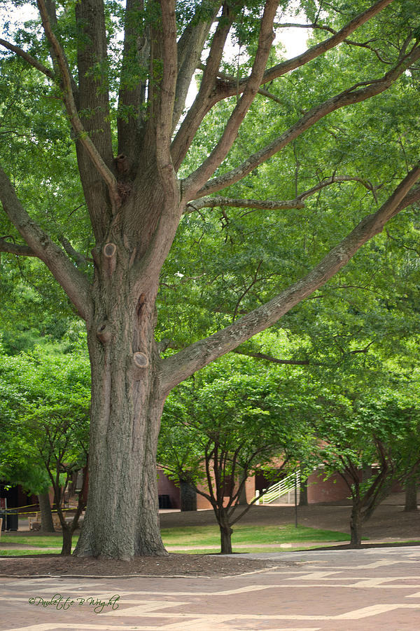 Brickyard Tree - University Plaza - NC State Photograph by Paulette B Wright