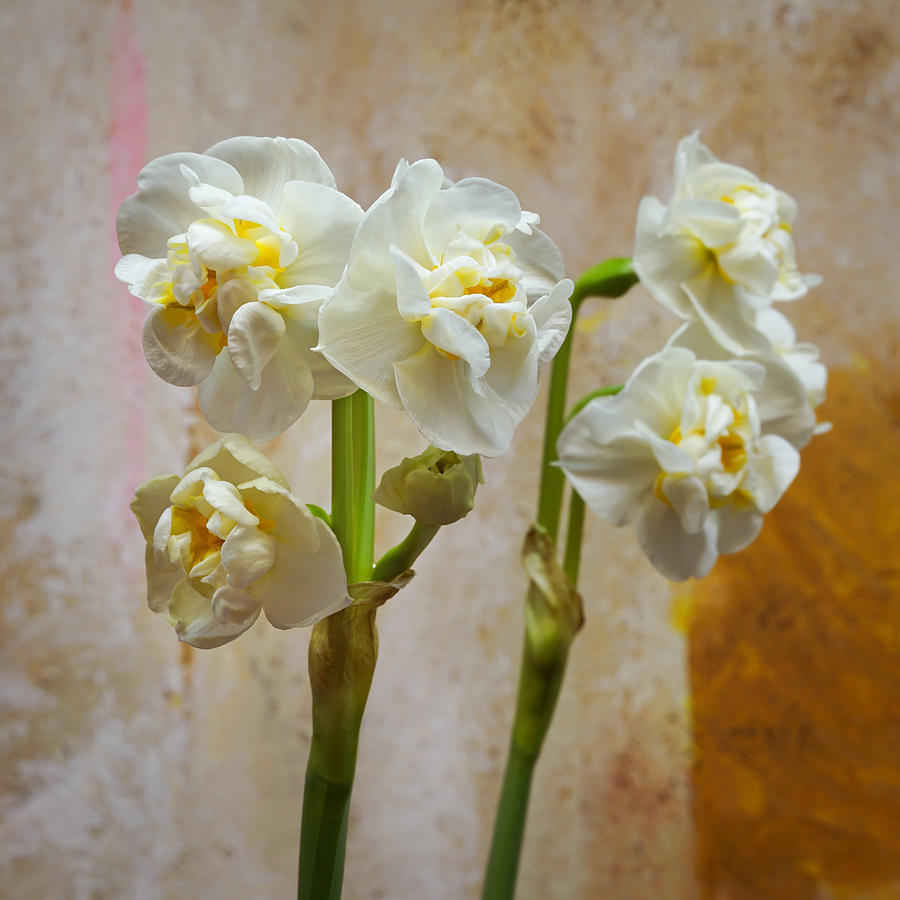 Bridal Crown Narcissus Double Photograph by Lutz Baar