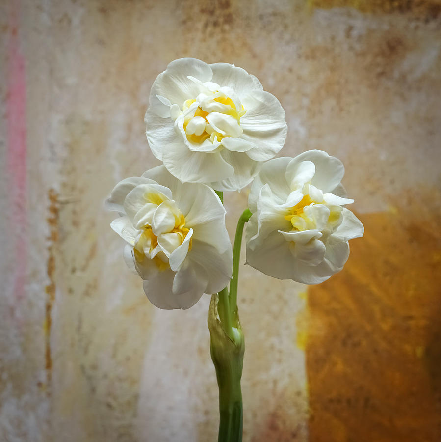 Bridal Crown Narcissus Square Photograph by Lutz Baar