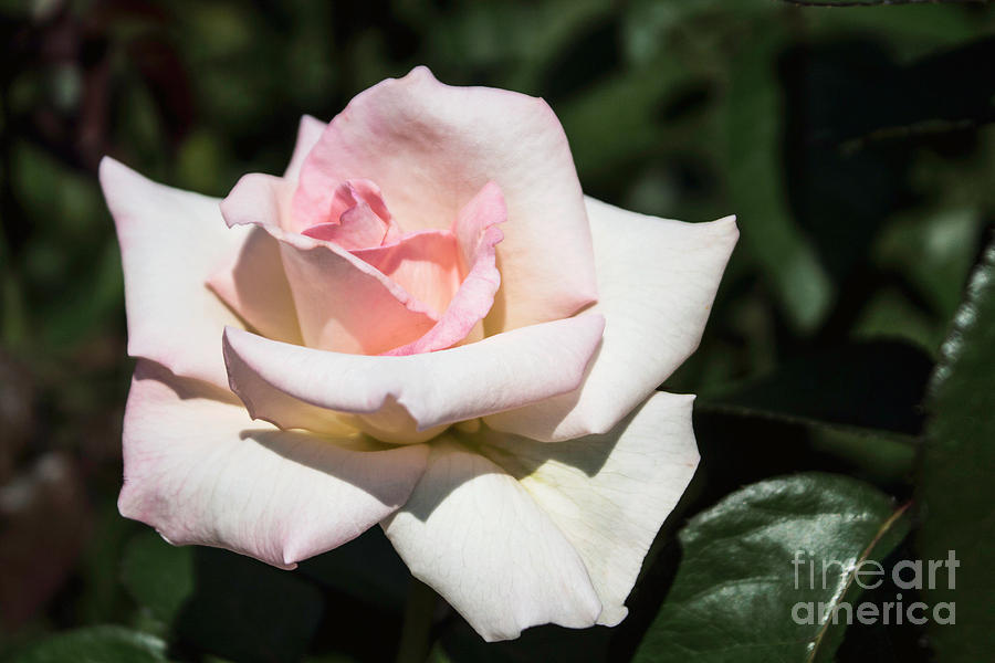 Bridal Rose Photograph by Arlene Carmel