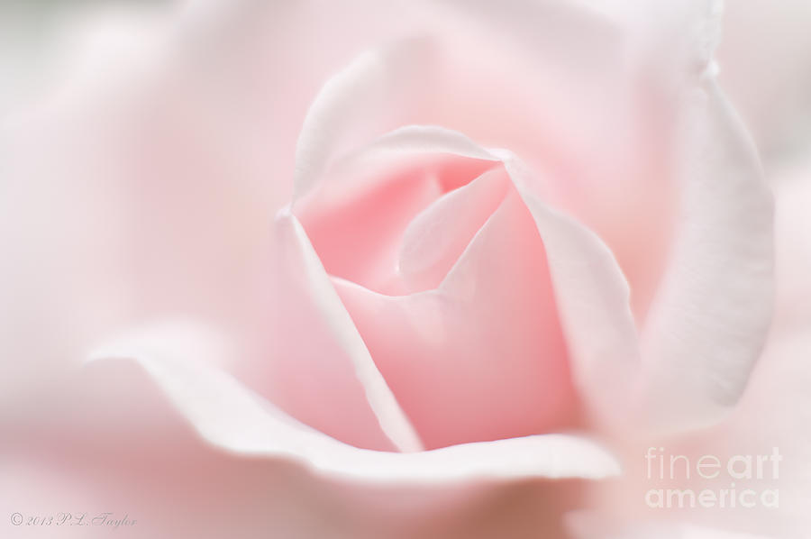 Bridal Rose Photograph by Pamela Taylor