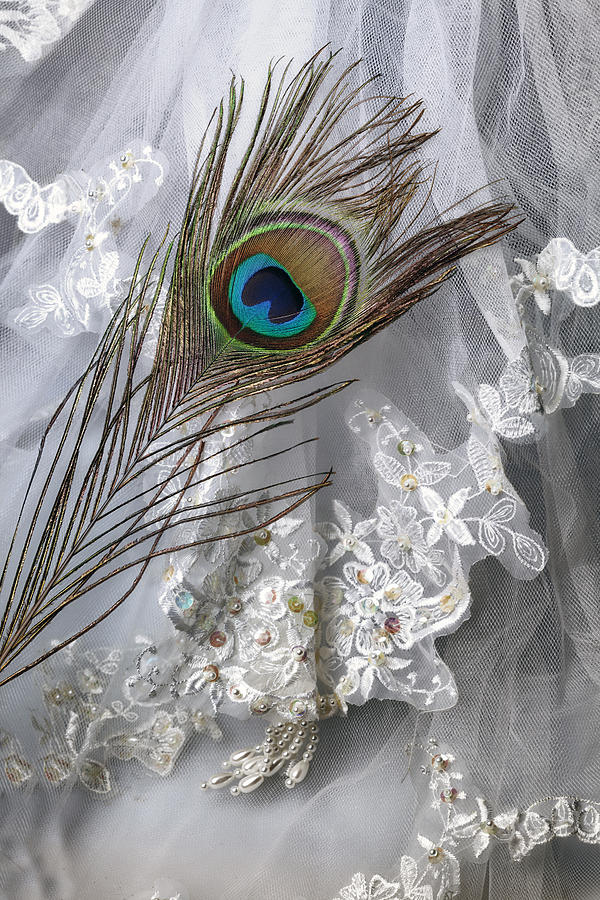 Peacock Photograph - Bridal Veil by Joana Kruse