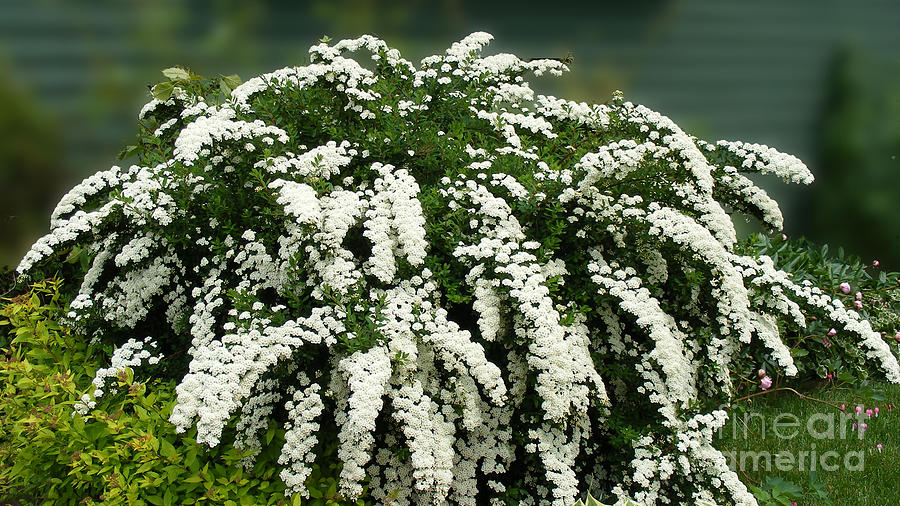 Bridal Wreath Spirea - White Flowers - Florist Photograph by Barbara A Griffin