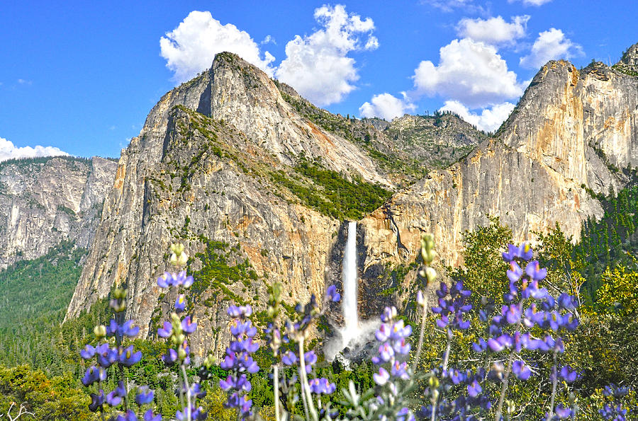 Bridalveil Fall with Lupines Photograph by Steven Barrows