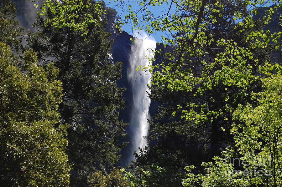 Yosemite National Park Photograph - Bridalveil Falls Within Trees by Debra Thompson
