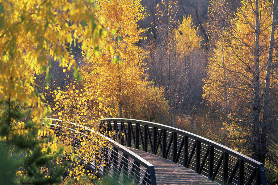 Bridge And Trees In Autumn Steamboat Photograph by Vintage Images