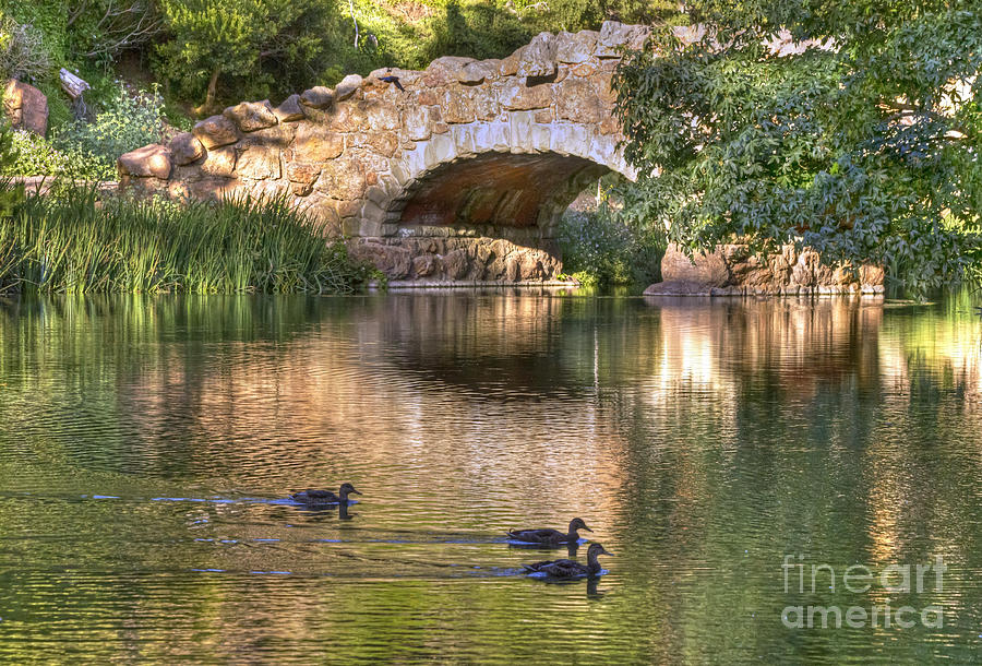 Duck Photograph - Bridge at Stow Lake by Kate Brown