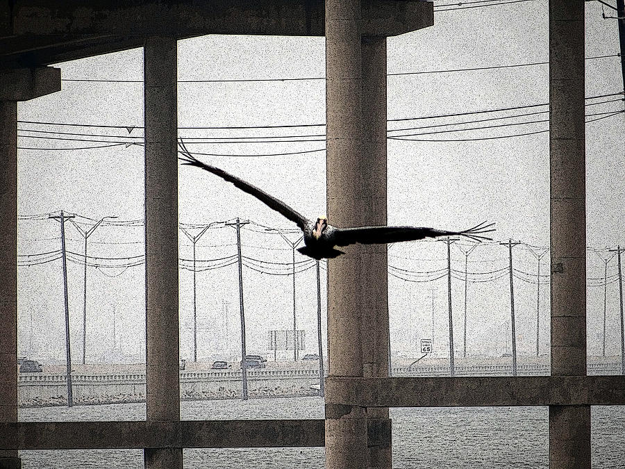 Bridge Flight Photograph by Tom DiFrancesca