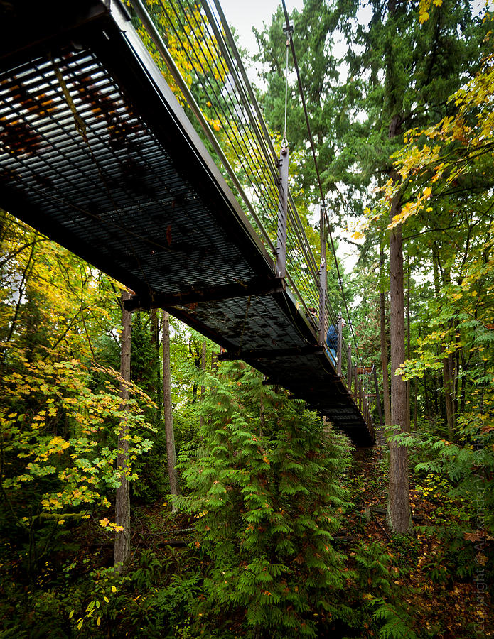 Bridge in a Forest Photograph by Alexander Fedin