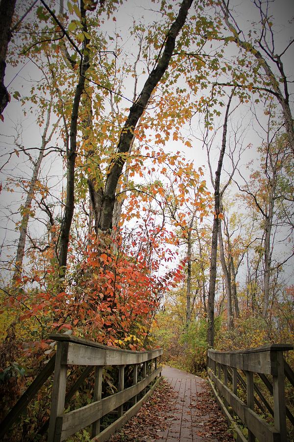 Fall Photograph - Bridge In The Woods by Kara Keeler