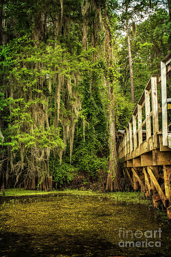 Tree Photograph - Caddo Lake Bridge into the Forest II by Tamyra Ayles