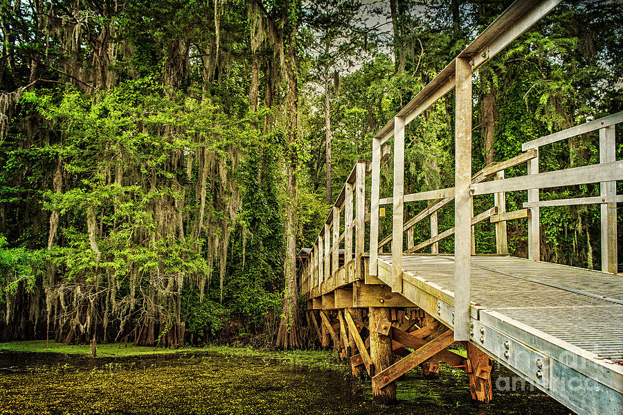 Caddo Lake Bridge into the Forest Photograph by Tamyra Ayles