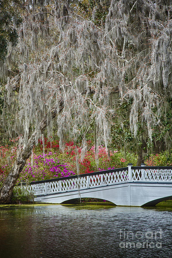 Bridge of Magnolia Plantation Photograph by Carrie Cranwill