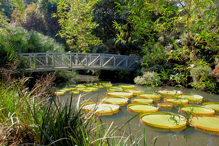 Bridge Over the Water Lily Pods Photograph by Rosalie Scanlon