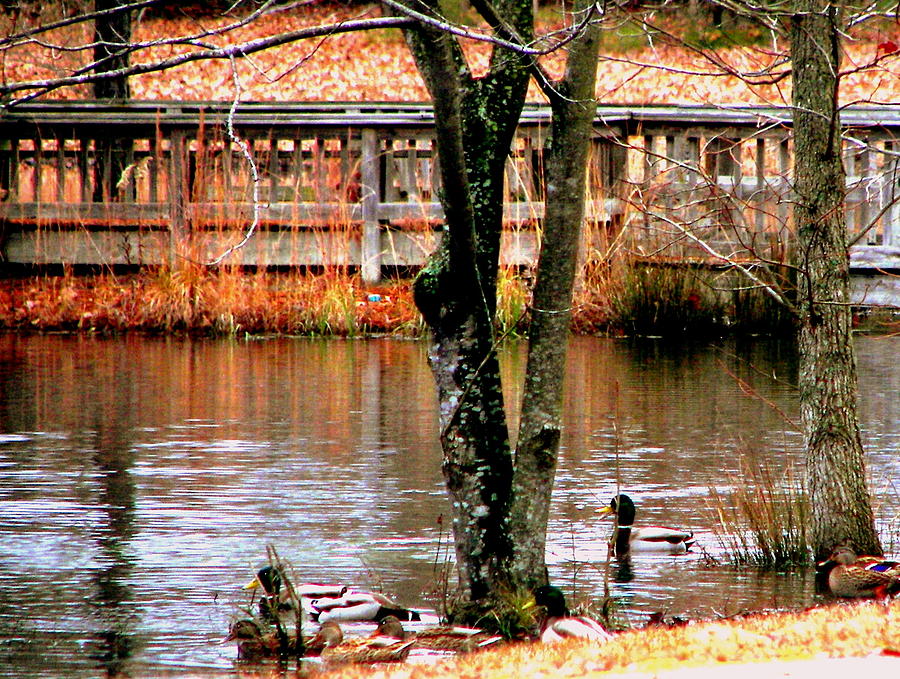 Bridge Spanning Pond Photograph by Pamela Hyde Wilson