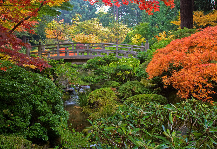 Bridge to Color Photograph by David Forster - Fine Art America