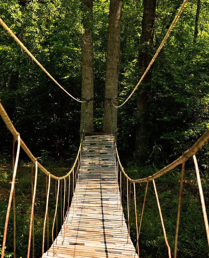 Bridge to the Forest Photograph by Maria Urso