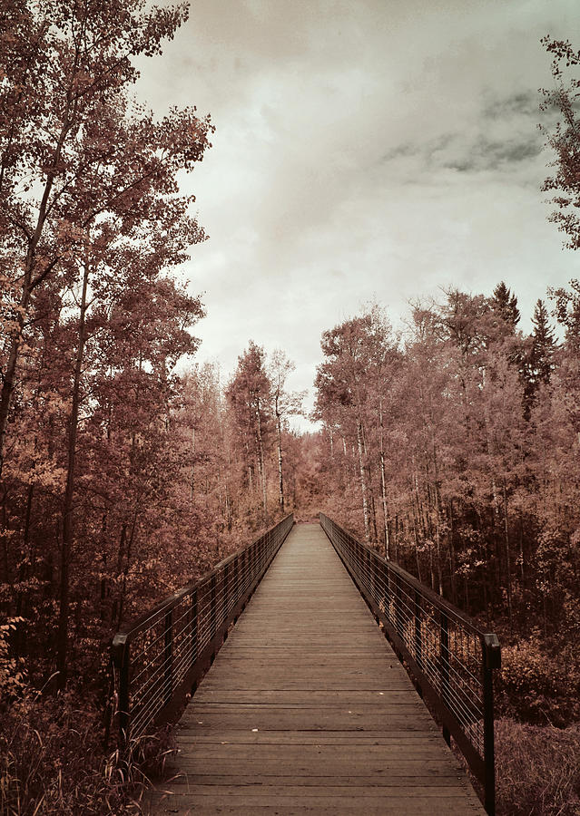 Tree Photograph - Bridged by Larysa  Luciw