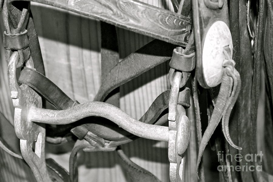 Bridle in black and white Photograph by Pamela Walrath
