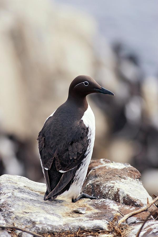 Nature Photograph - Bridled Guillemot On A Rock by John Devries/science Photo Library