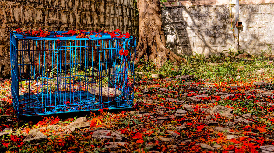 Brids cage Photograph by Utkarsh Solanki