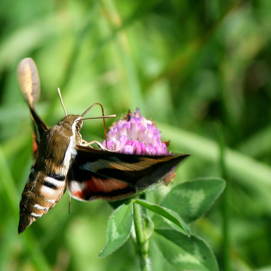 Brief Bedstraw Hawk-Moth Visit  Photograph by Neal Eslinger