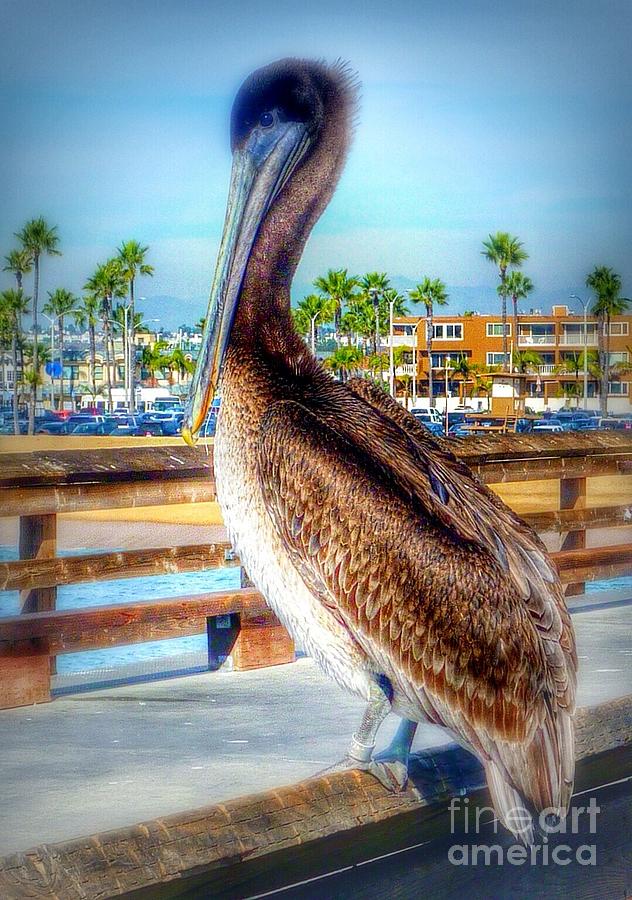 Brief Pelican Encounter  Photograph by Susan Garren