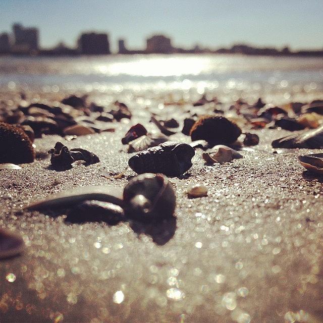 Shell Photograph - Brigantine by Katie Cupcakes